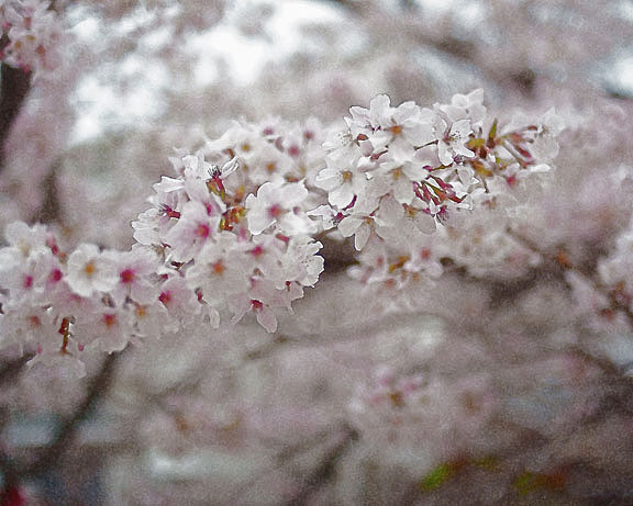 芦屋プラン株式会社 宇治市植物公園